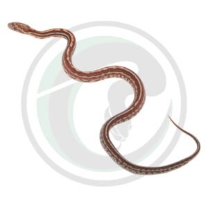 Tessera
