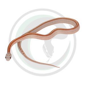 Ultramel Super Masque Super Tessera Motley