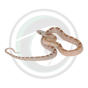 Gold Dust Masque Tessera Motley