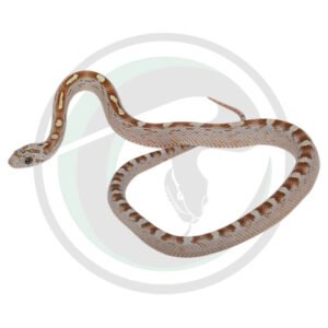 Gold Dust Masque Tessera Motley