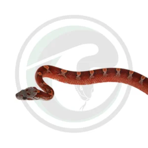 Bloodred