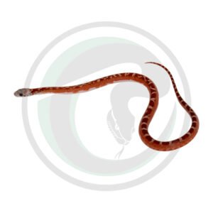 Bloodred Pied Sided