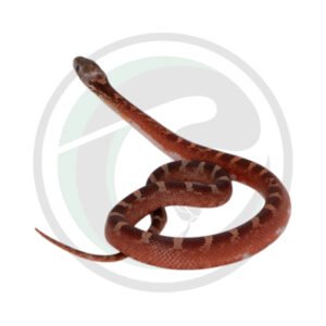 Bloodred Pied Sided