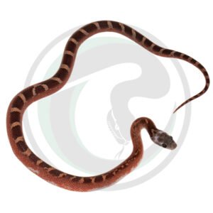 Bloodred Pied Sided