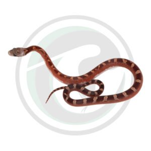 Bloodred Pied Sided