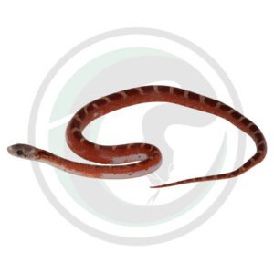 Bloodred Pied Sided