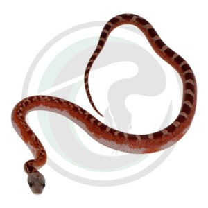 Bloodred Pied Sided White Head