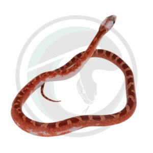 Bloodred Pied Sided White Head