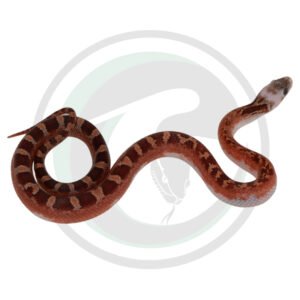 Bloodred Pied Sided White Head