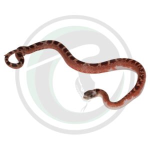 Bloodred Pied Sided White Head