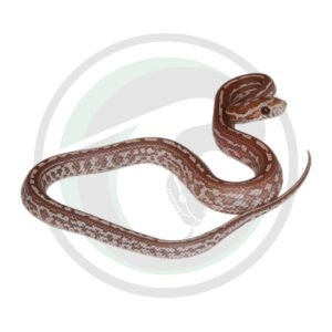 Hypo Lavender Tessera
