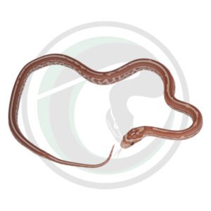 Hypo Lavender Tessera