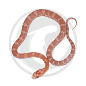 Hypo Lavender