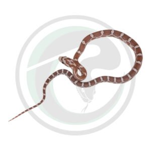 Hypo Lavender