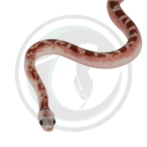 Bloodred Pied Sided White Head (High) Black Eyes