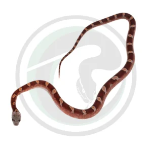 Bloodred Pied Sided White Head (Low)