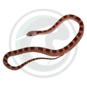 Bloodred Pied Sided White Head (High) Black Eyes