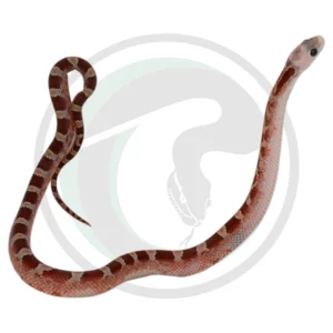 Bloodred Pied Sided White Head (High) Black Eyes