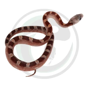 Bloodred Pied Sided White Head (High) Heterochromia