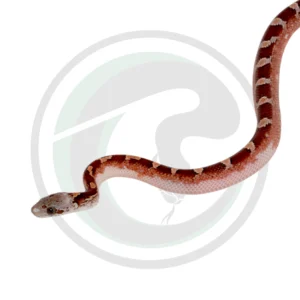 Bloodred Pied Sided White Head (Low)