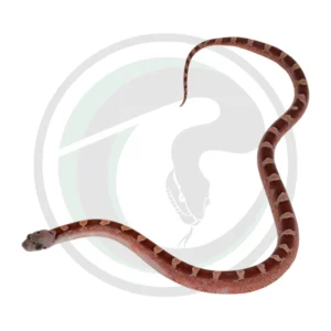 Bloodred Pied Sided