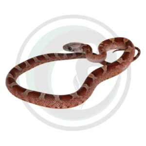 Bloodred Pied Sided White Head
