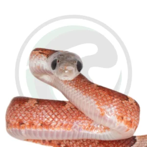Bloodred Pied Sided White Head (High) Black Eyes