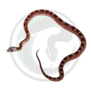 Bloodred Pied Sided White Head (High) Black Eyes