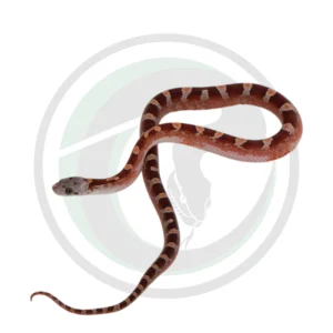 Bloodred Pied Sided White Head (Low)