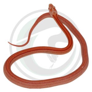 Motley Stripe Super Masque Super Tessera Amelanistic(extreme reduced/faded phenotype)