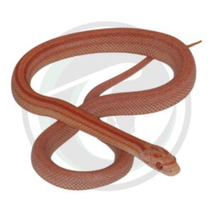 Motley Stripe Super Masque Super Tessera Amelanistic(extreme reduced/faded phenotype)